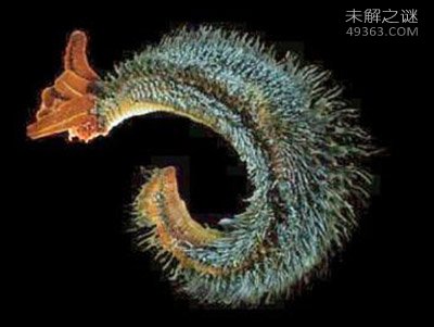 巨型海蜘蛛体长3米模样骇人 深海奇异生物盘点