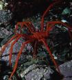 巨型海蜘蛛体长3米模样骇人 深海奇异生物盘点