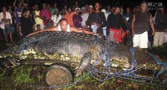 世界上超级巨型生物,巨蜘蛛竟然能够吃人