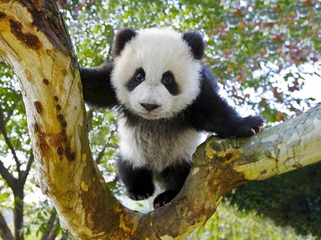 大熊猫能成为中国国宝的几大原因