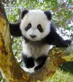 大熊猫为什么是国宝（大熊猫被称为国宝的几点原因介绍）