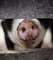 2021年养猪还能挣钱吗?养殖前景如何?会掉价吗?