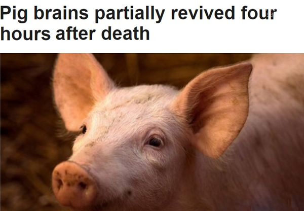 美国科学家成功复活了猪的大脑，死亡的大脑有复活的可能
