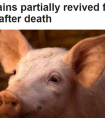 美国科学家成功复活了猪的大脑，死亡的大脑有复活的可能